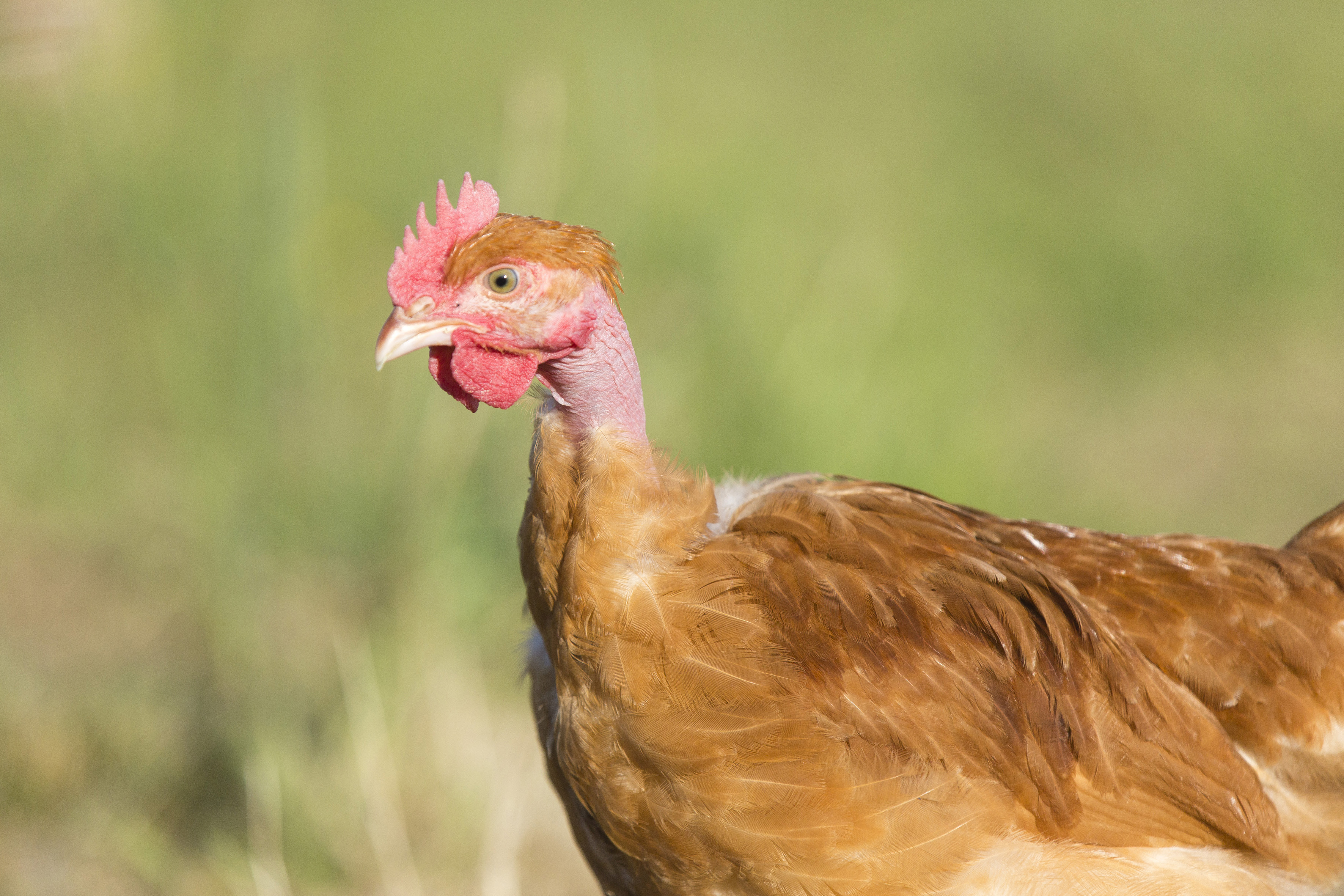 CERVIA Eleveurs IDF Chardon Juillet 2018 Daya 718 8146