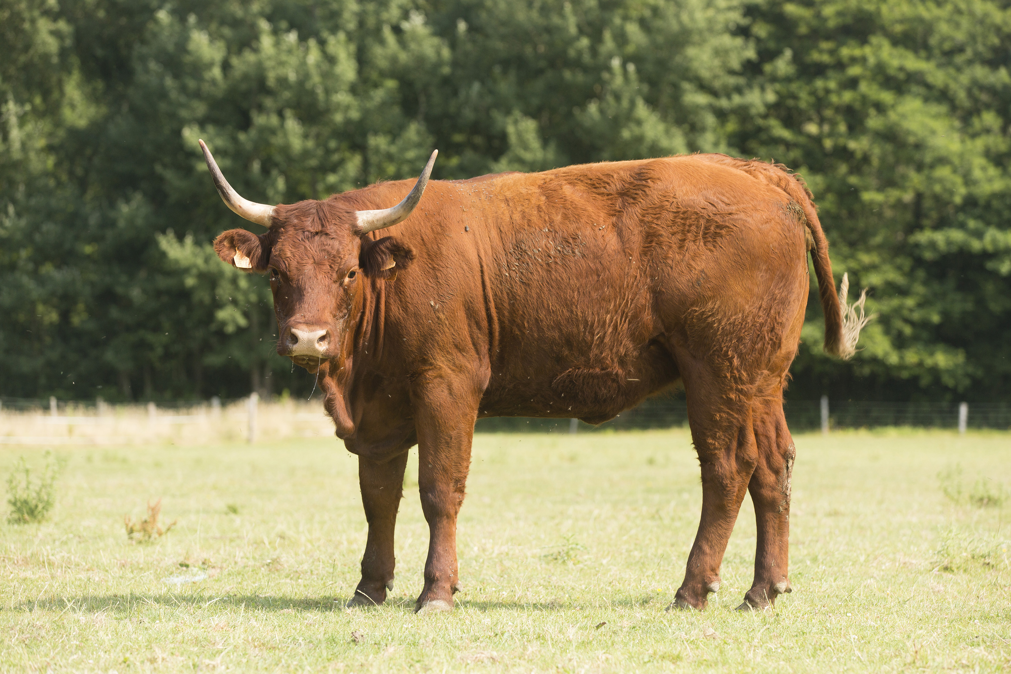 CERVIA Eleveurs IDF Salers Journiac Juillet 2018 Daya IDF 0020